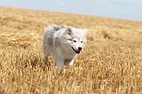 CHIEN FINNOIS DE LAPONIE 230